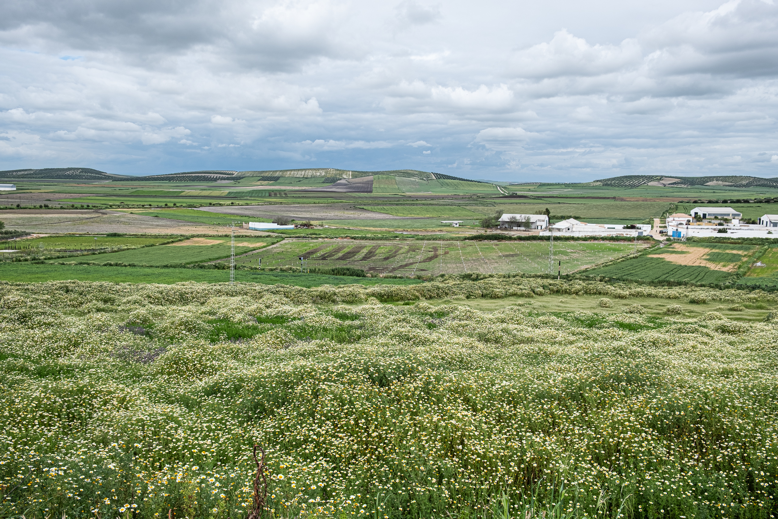 Weite Feldlandschaft mit blühendem Kamillenfeld